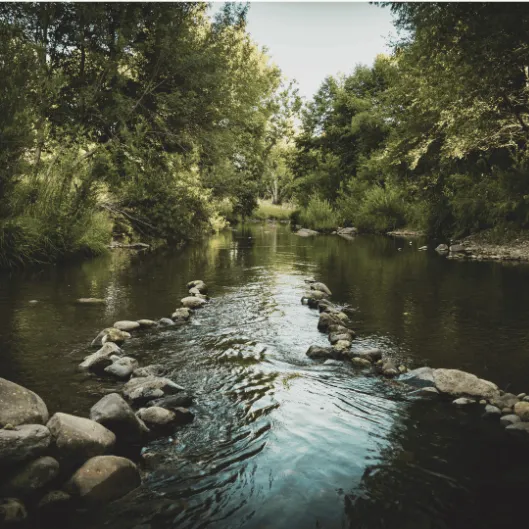 Smooth pebbles by a riverbank symbolising personalised mental health counselling and calm